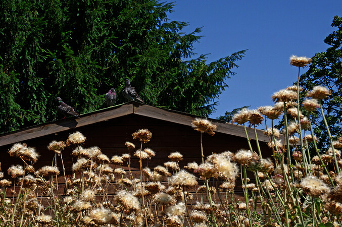 Orto botanico di Città Studi