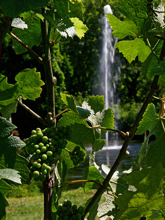 Orto botanico di Città Studi