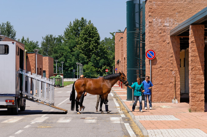Arrivo del cavallo all'Ospedale Veterinario Universitario di Lodi