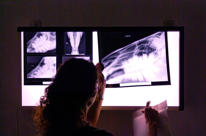Radiografia all'Ospedale Veterinario Universitario di Lodi