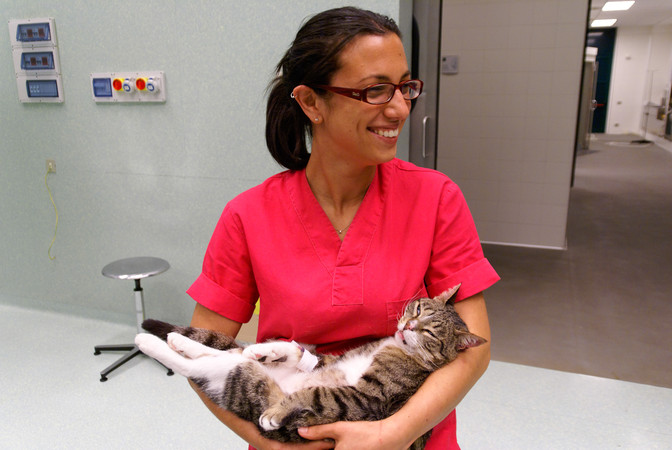 Gatto in attesa di risonanza magnetica all'Ospedale Veterinario Universitario di Lodi