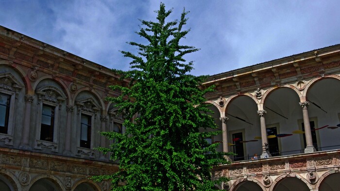 Albero nel Cortile maggiore della Ca' Granda