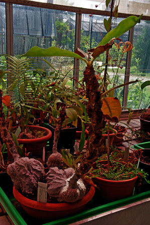 Orto botanico di Città Studi