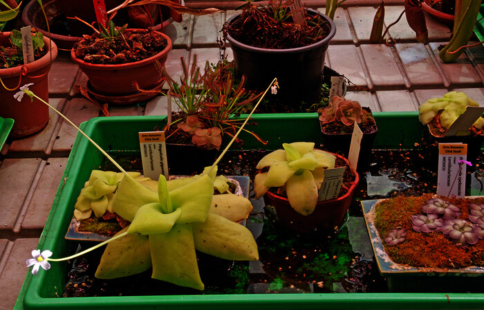 Orto botanico di Città Studi