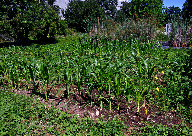 Orto botanico di Città Studi