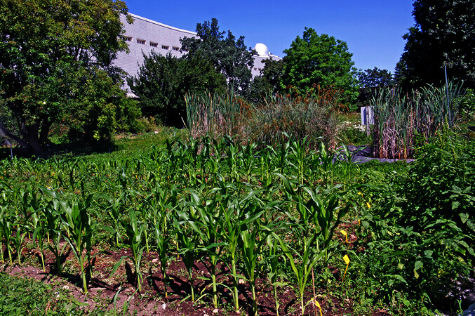 Orto botanico di Città Studi