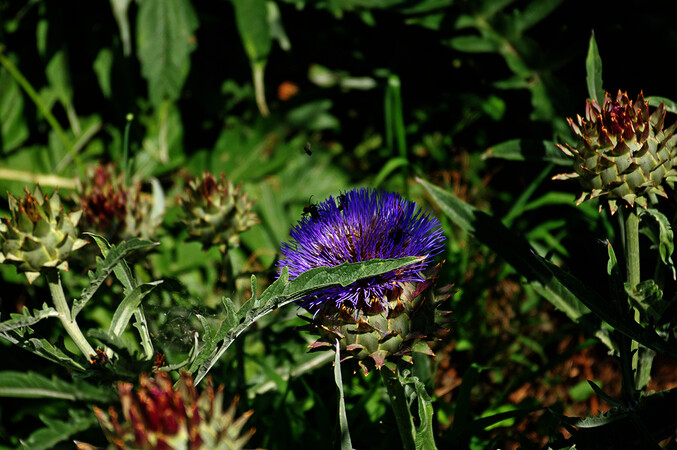 Orto botanico di Città Studi