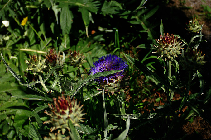 Orto botanico di Città Studi